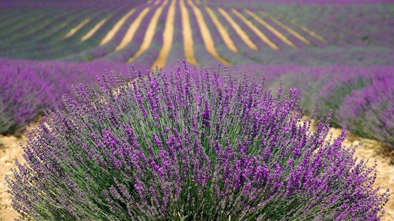 Cadolive, un village dynamique en Provence